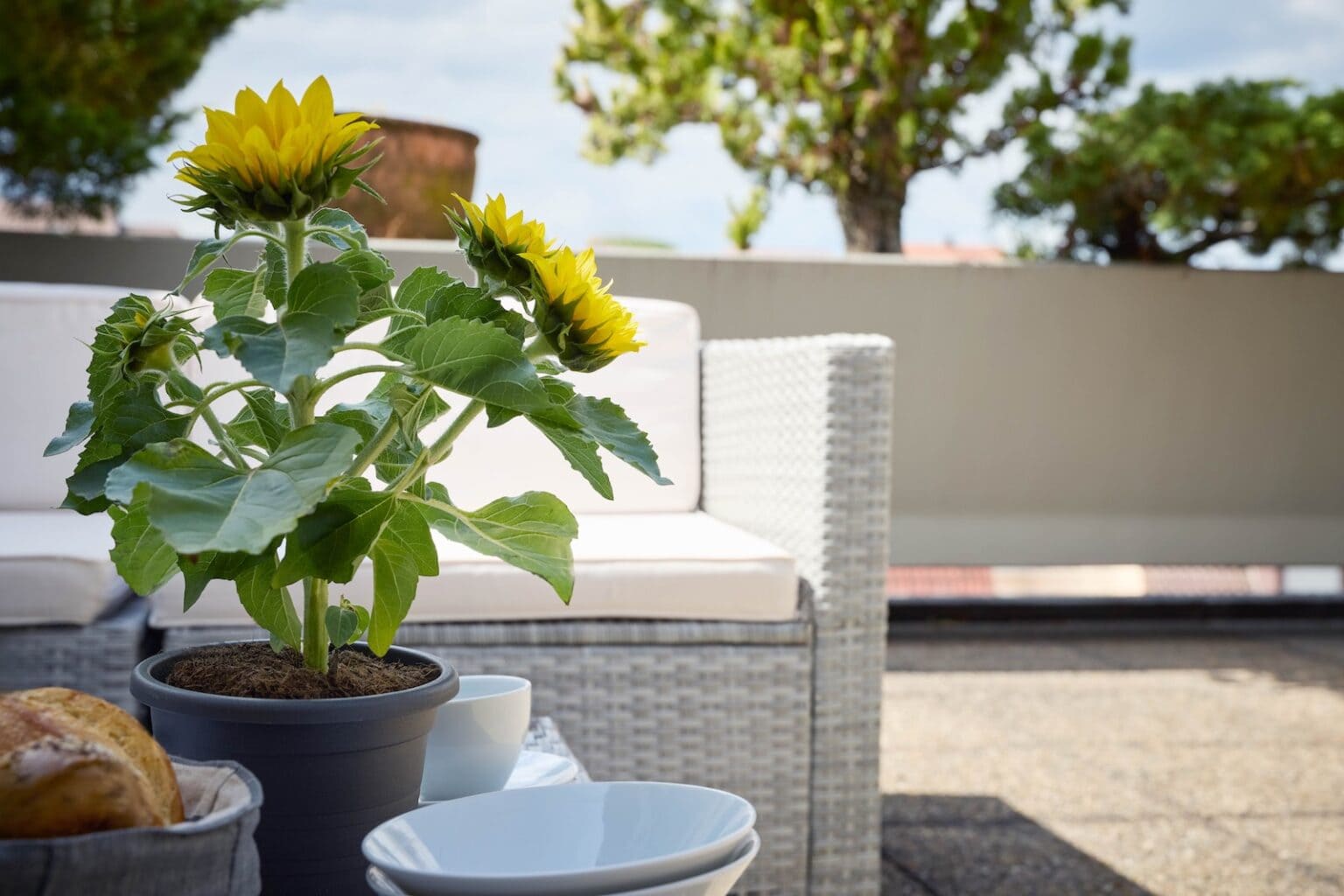 IDEE Living - Topfpflanze mit Sonnenblumen auf einem Terrassentisch im Freien mit einem Korbsofa und verschiedenen Schüsseln und Tellern im Hintergrund.